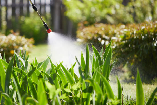 24/7 Emergency Termite Control experts in Petal, MS